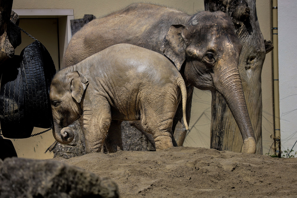 Münchener Tierpark Hellabrunn AG